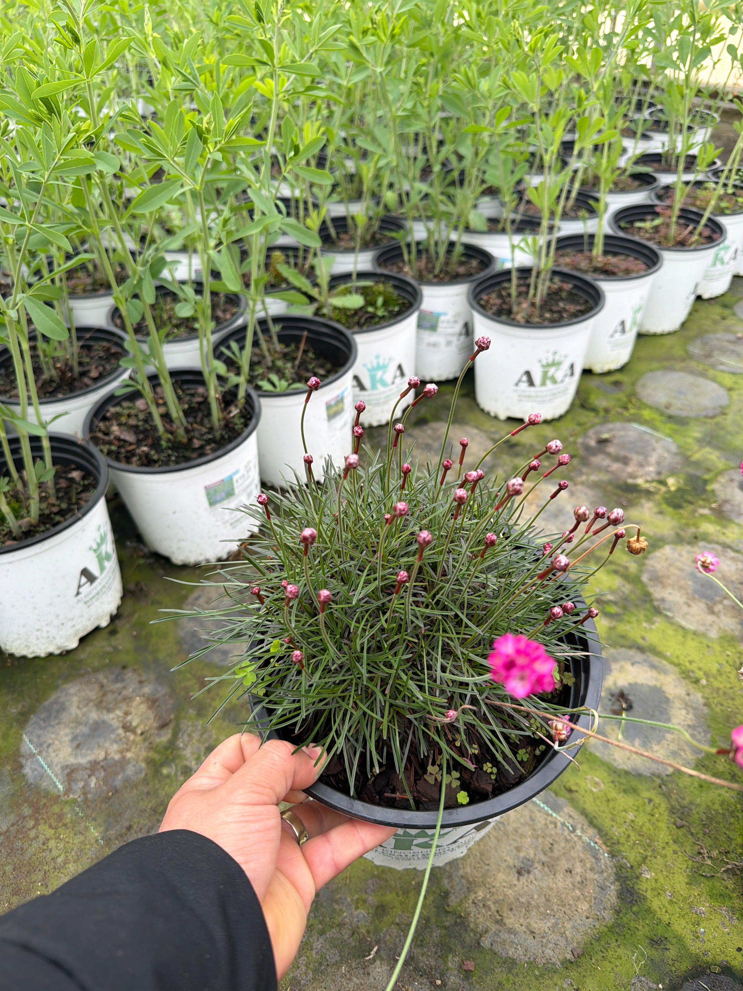 Armeria Thrift Rubrifolia - 8” Perennial