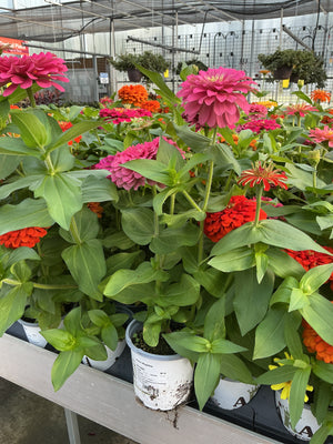 Zinnia Magellan - 4.33" Premium Annual