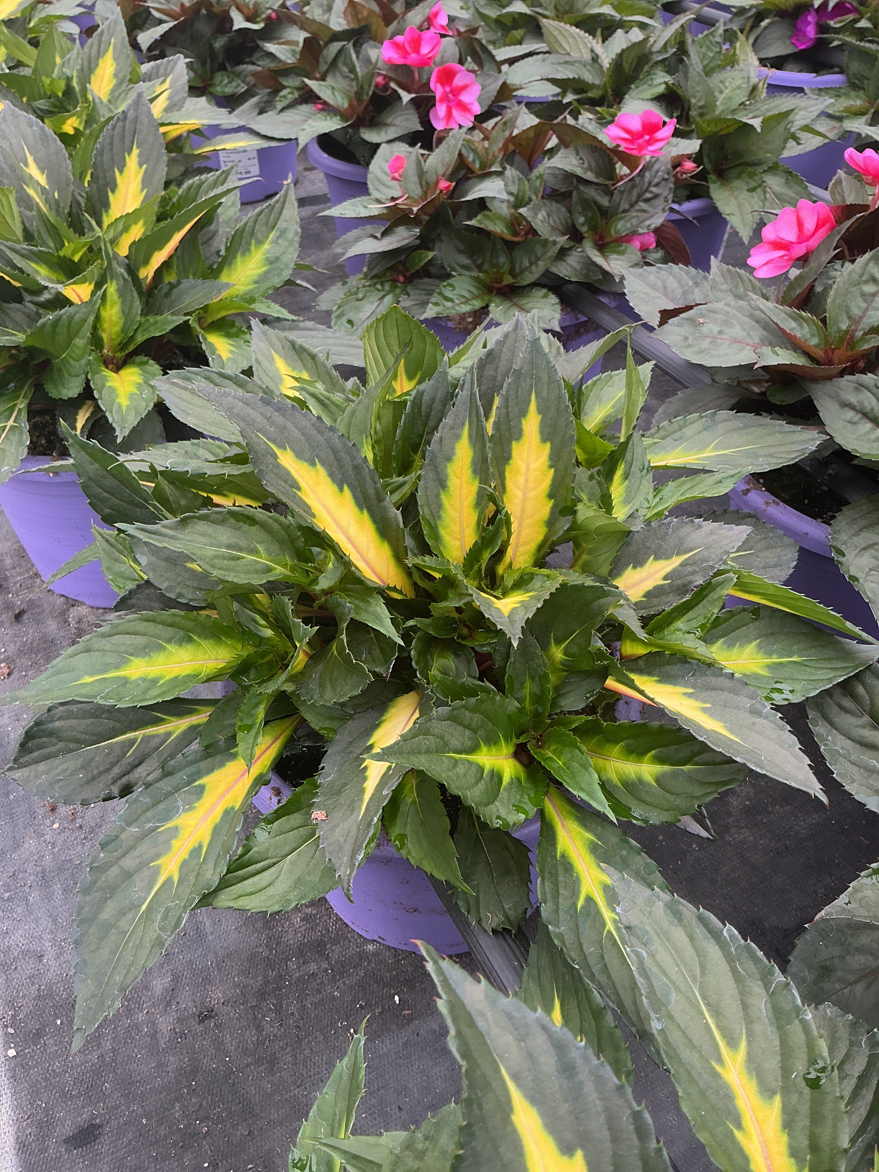 SunPatiens Tropical Rose VL - 8" Planter