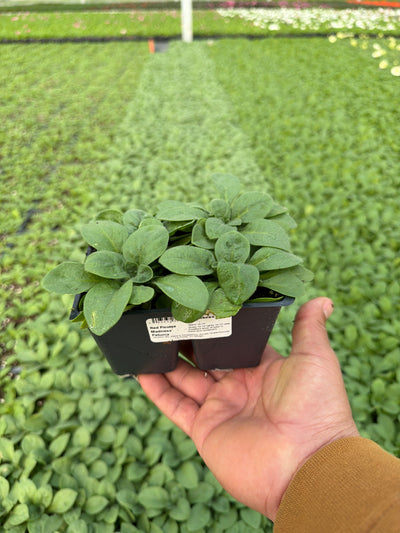 Petunia Madness Red Picotee - 4 Pack Annual