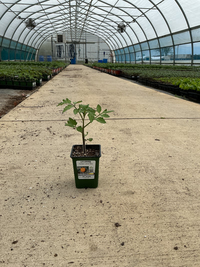 Tomato Lemon Boy - 4" Potted Vegetable