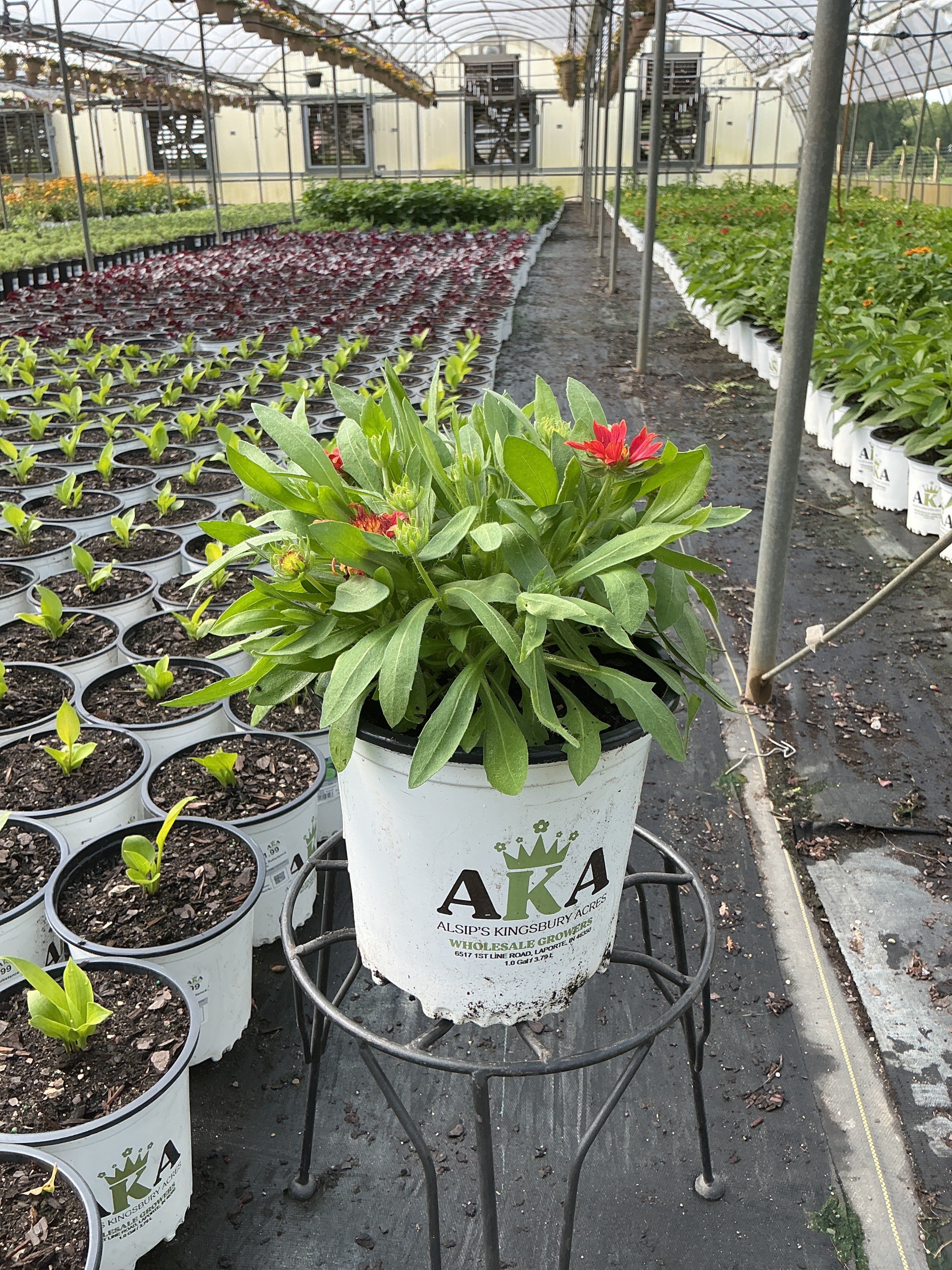 Gaillardia Blanket Flower Arizona Red Shades