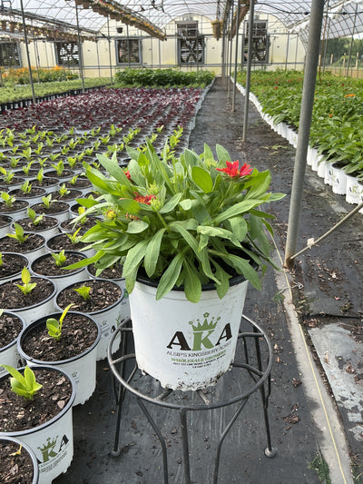 Gaillardia Blanket Flower Arizona Red Shades