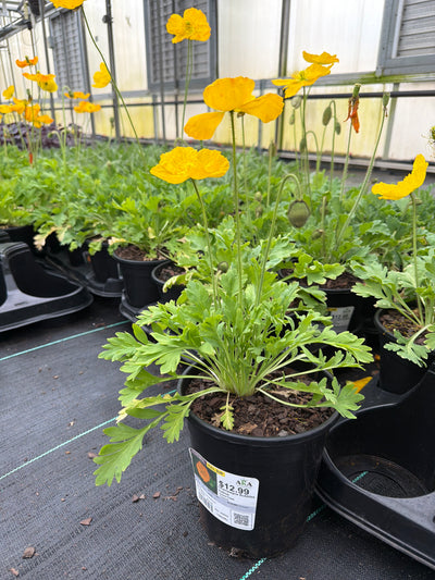 Papaver Iceland Poppy Champagne Bubbles Yellow - 6" Perennial