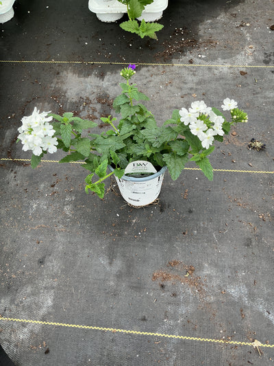Verbena Superbena Whiteout - 4.25" Proven Winners Annual
