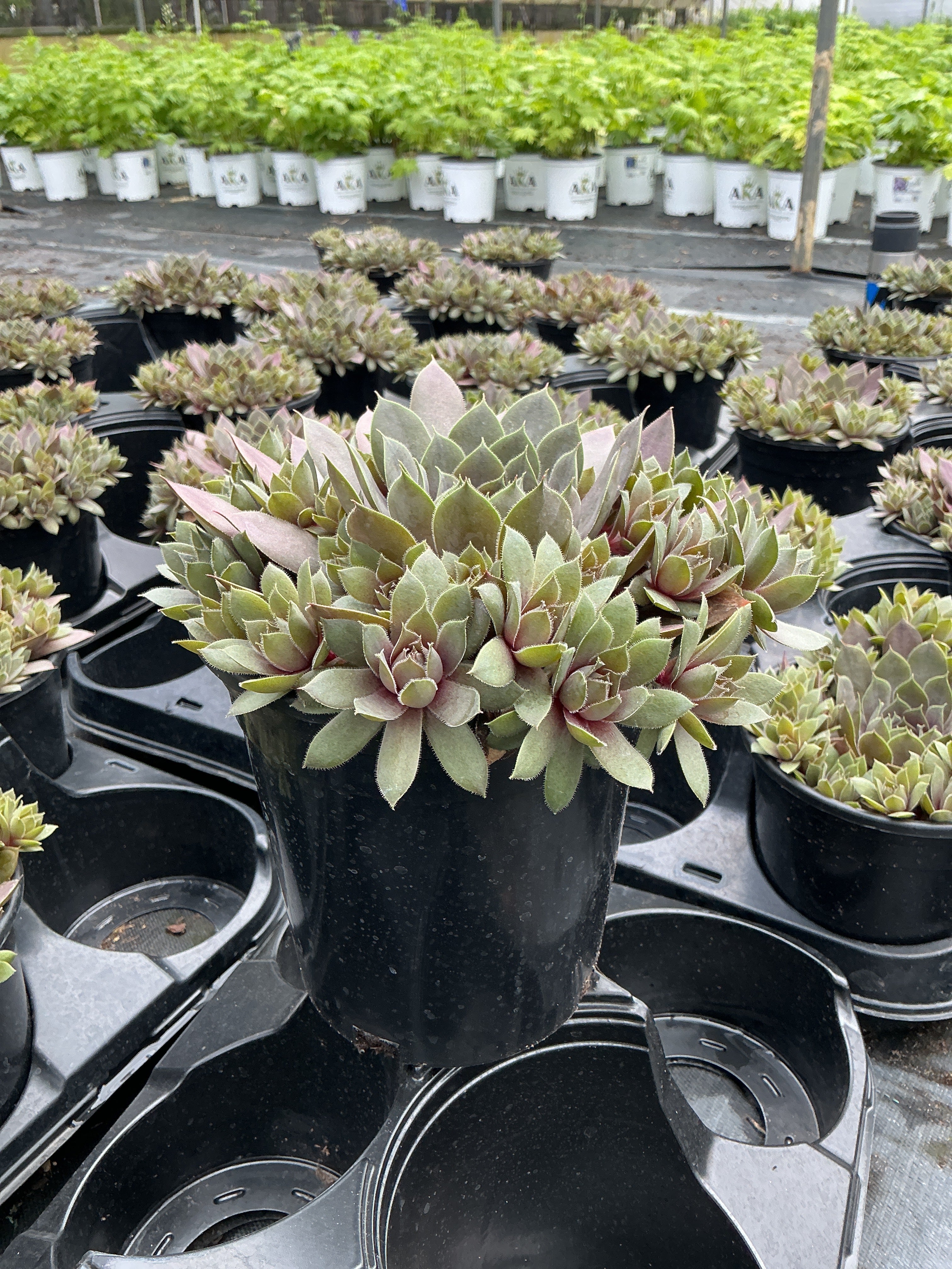 Sempervivum Hens and Chicks Purple Beauty - 6" Perennial