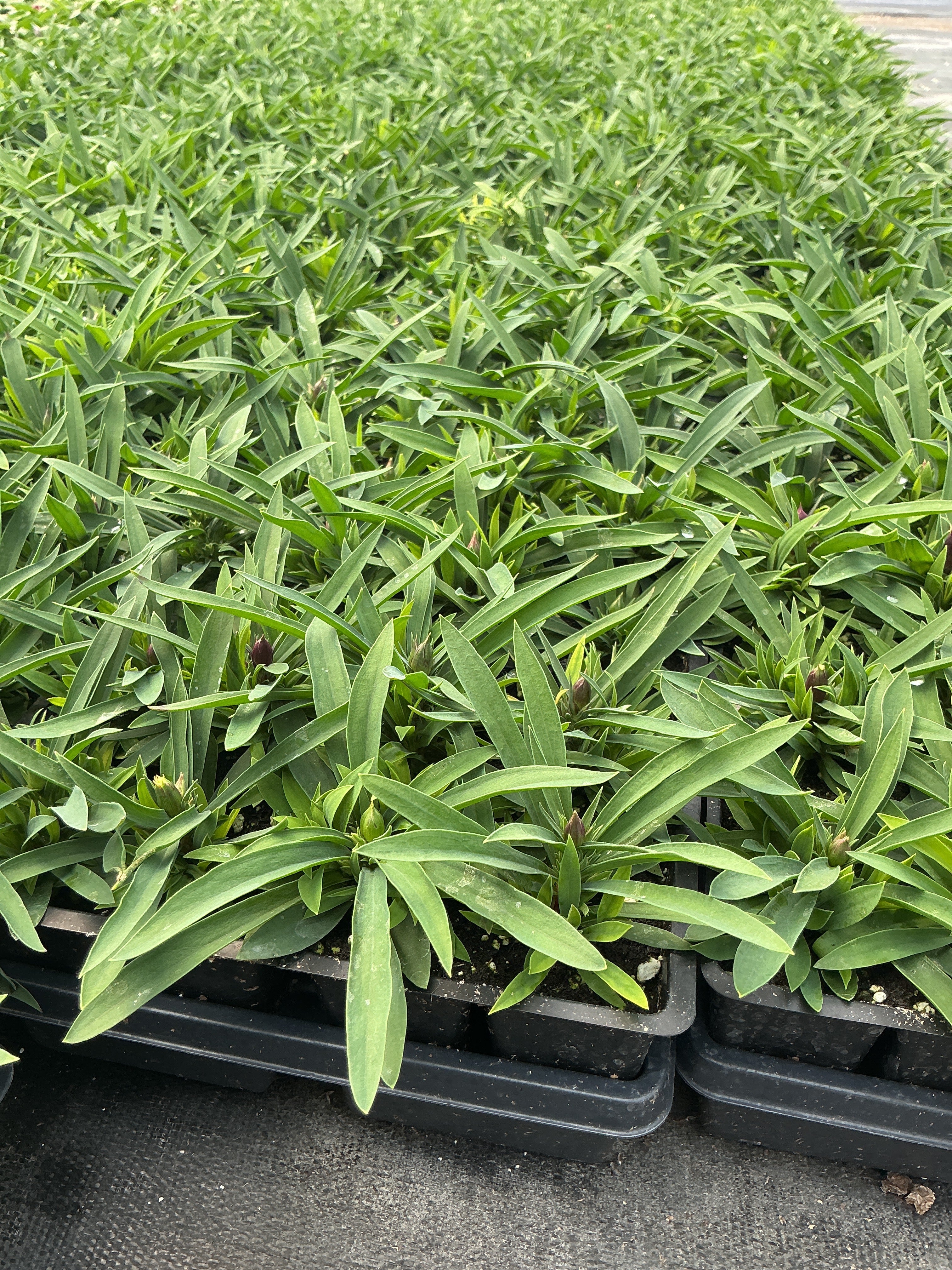 Dianthus Coronet Mix - 4 Pack Annual