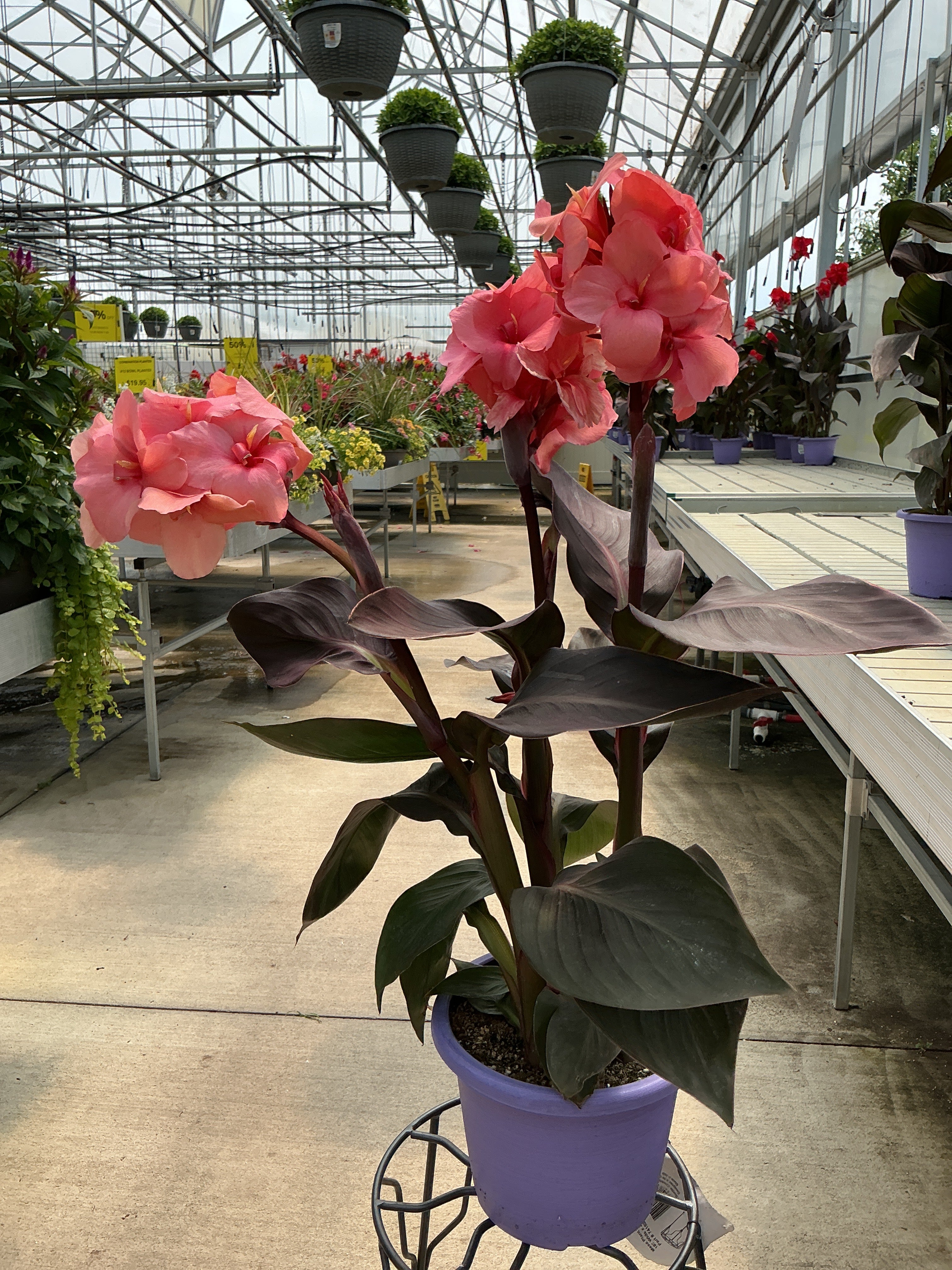 Canna Cannova Casa Bronze Peach - 8" Planter