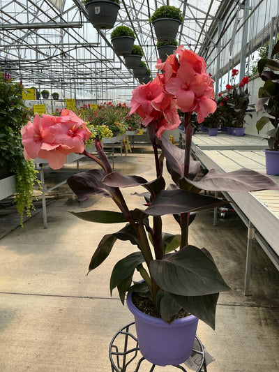 Canna Cannova Casa Bronze Peach - 8" Planter