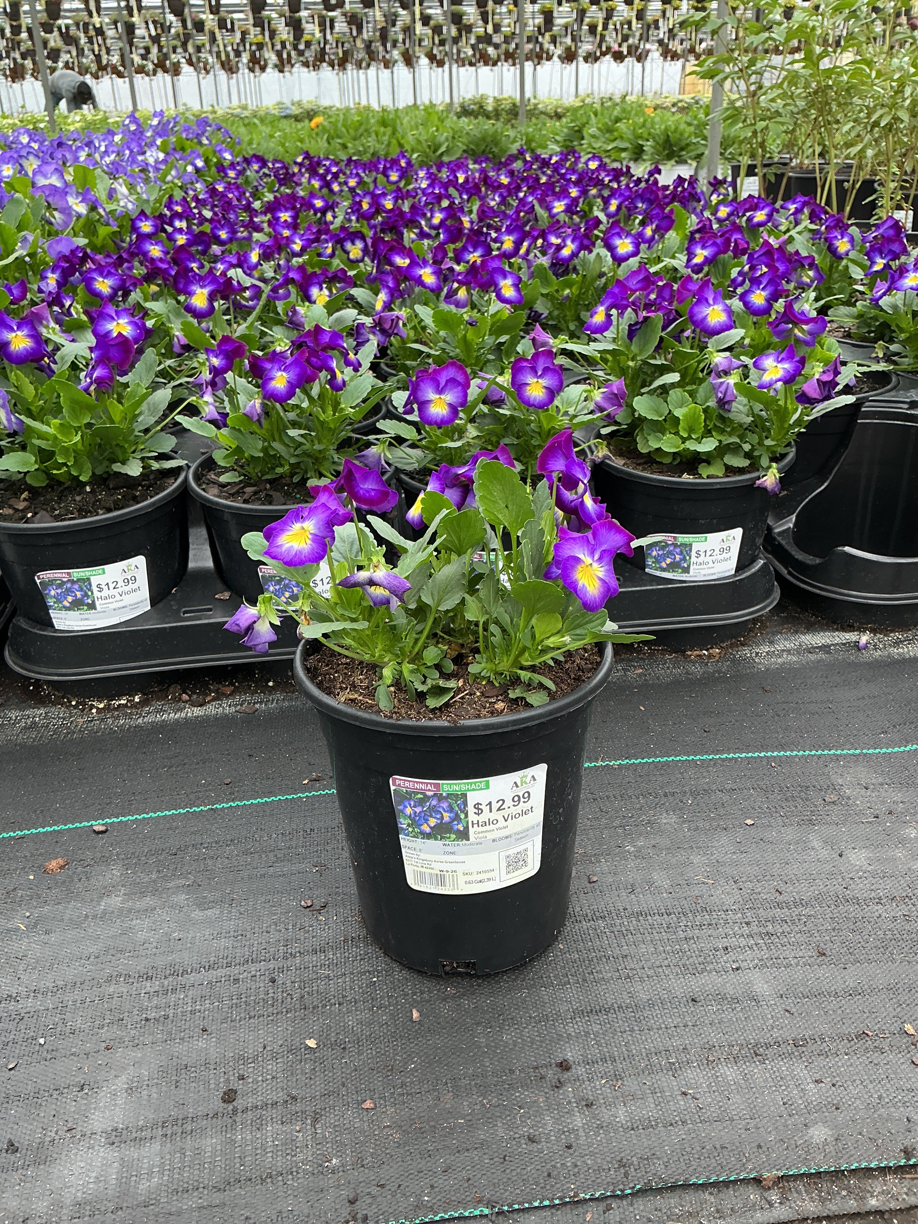 Viola Common Violet Halo Violet - 6" Perennial