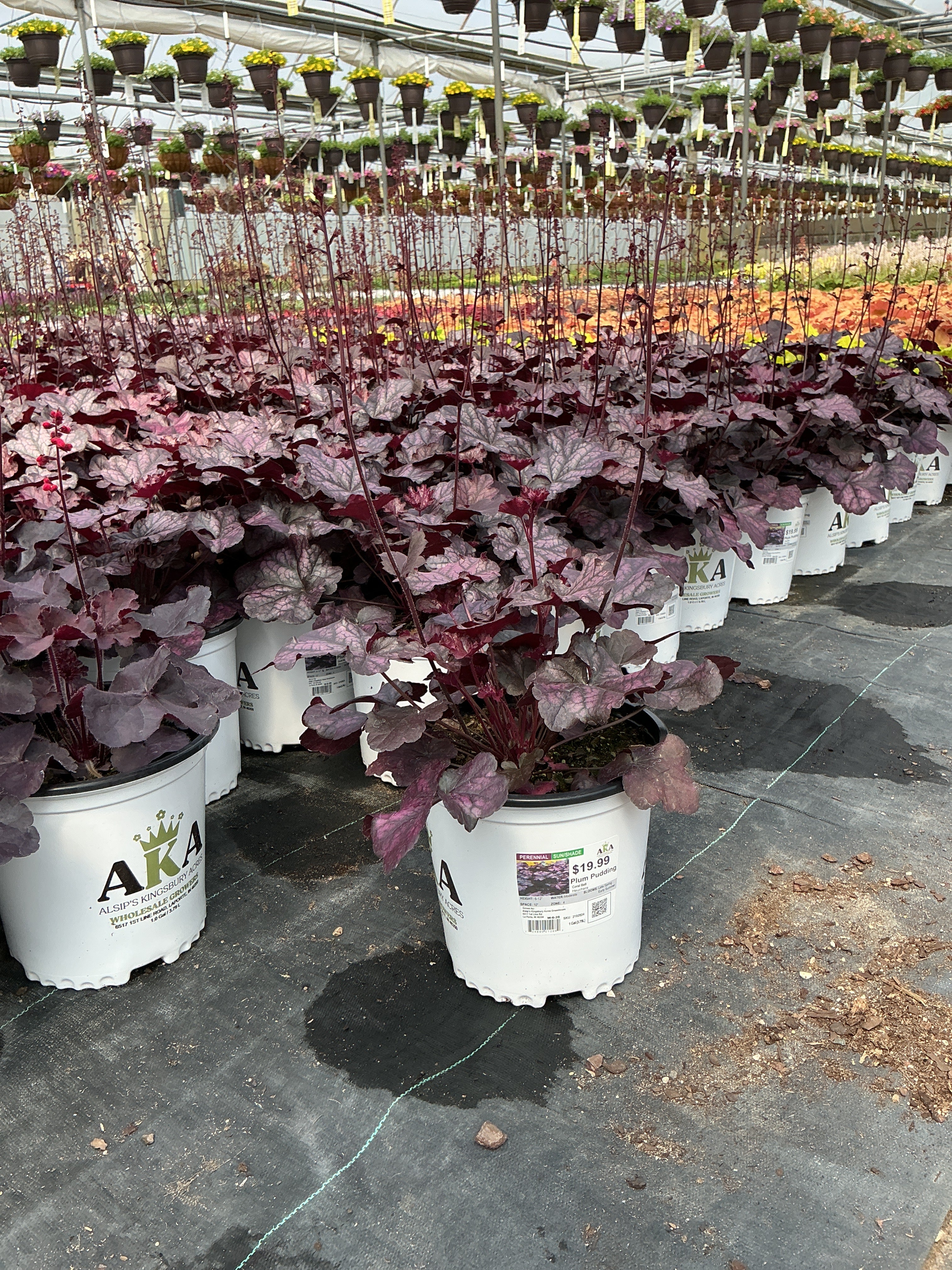 Heuchera Coral Bell Plum Pudding