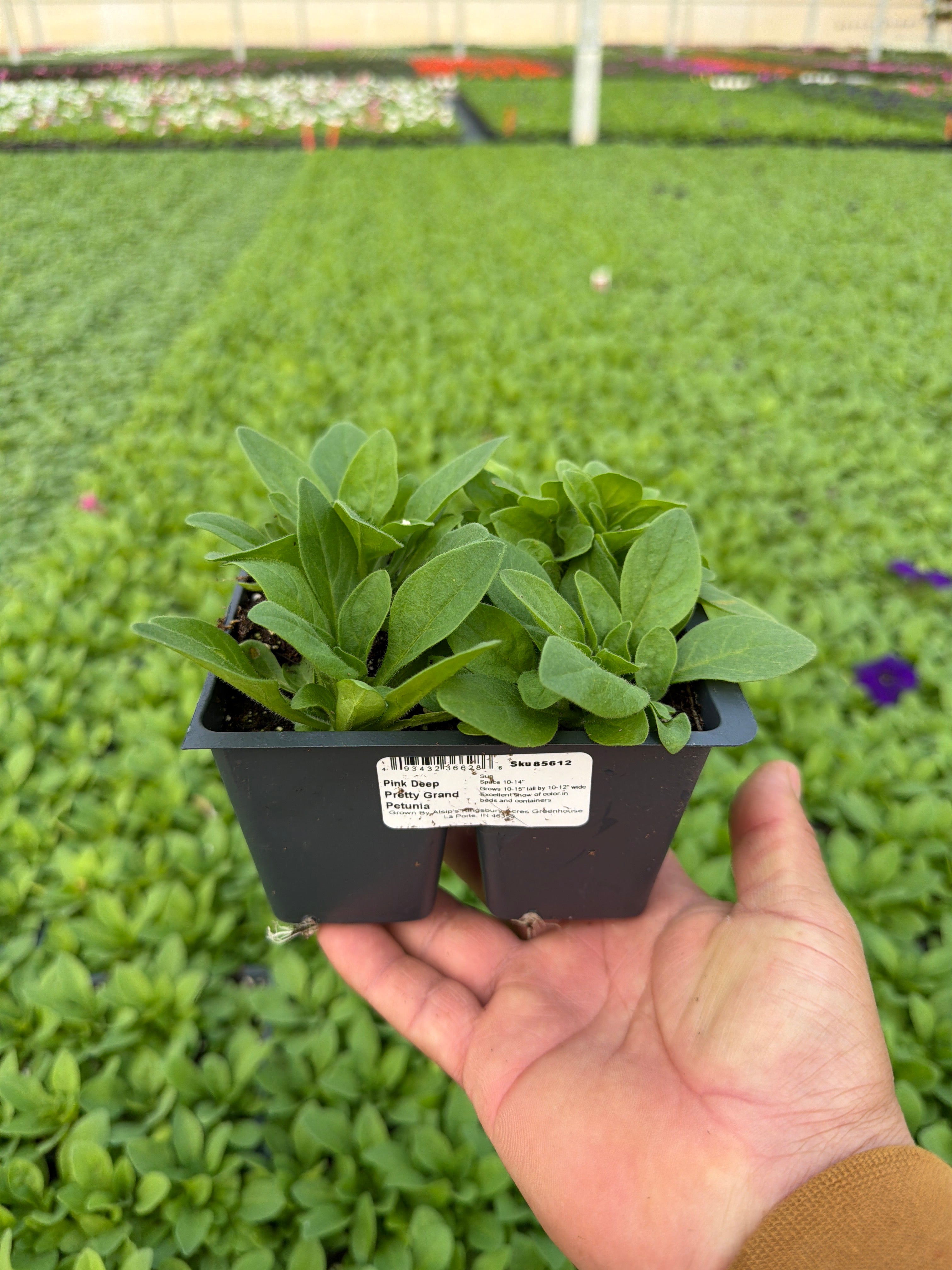 Petunia Pretty Grand Pink Deep - 4 Pack Annual