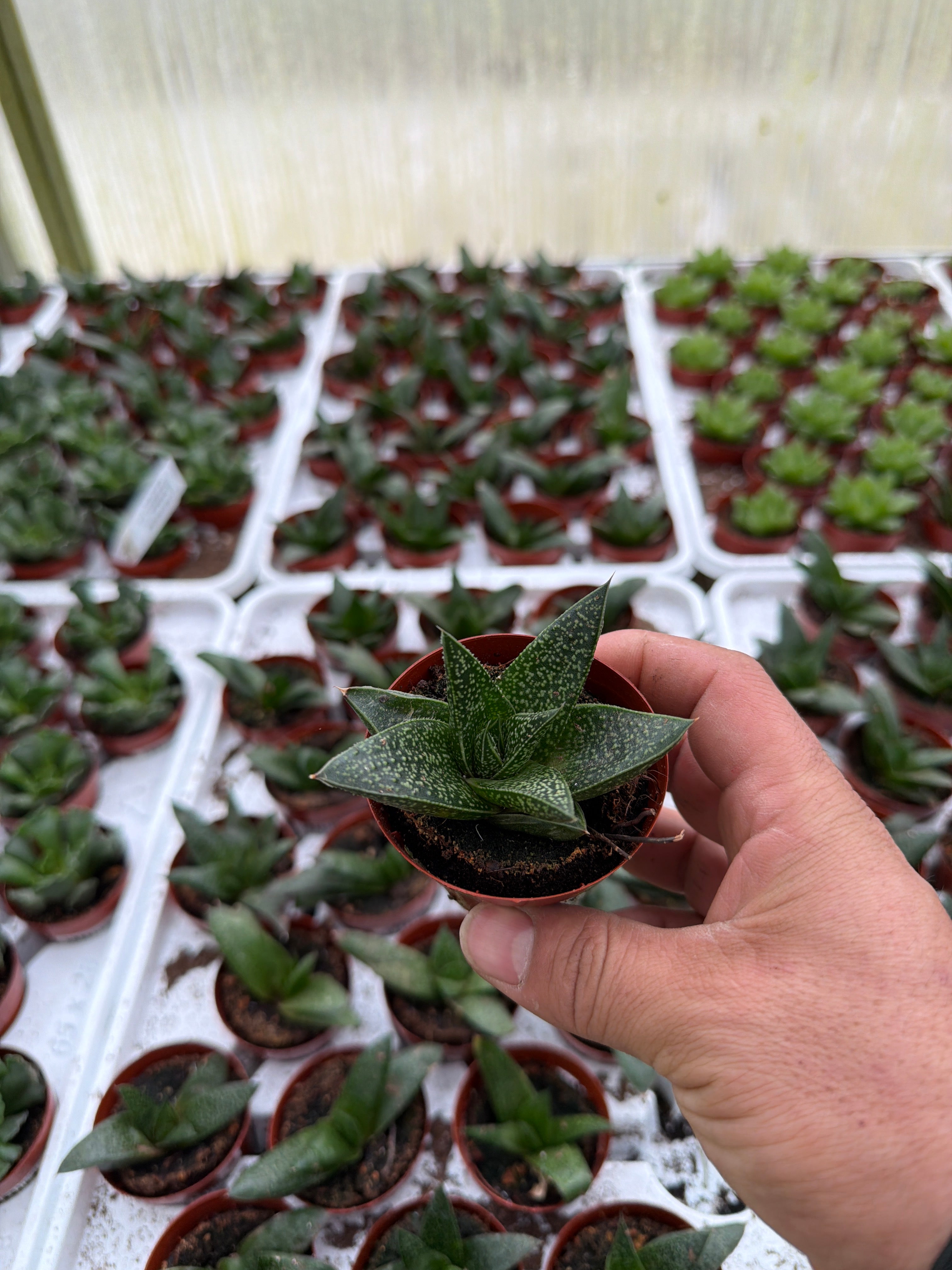 Haworthia Rafiki - 2.5" Succulent