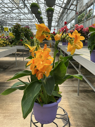 Canna Cannova Golden Leopard - 8" Planter