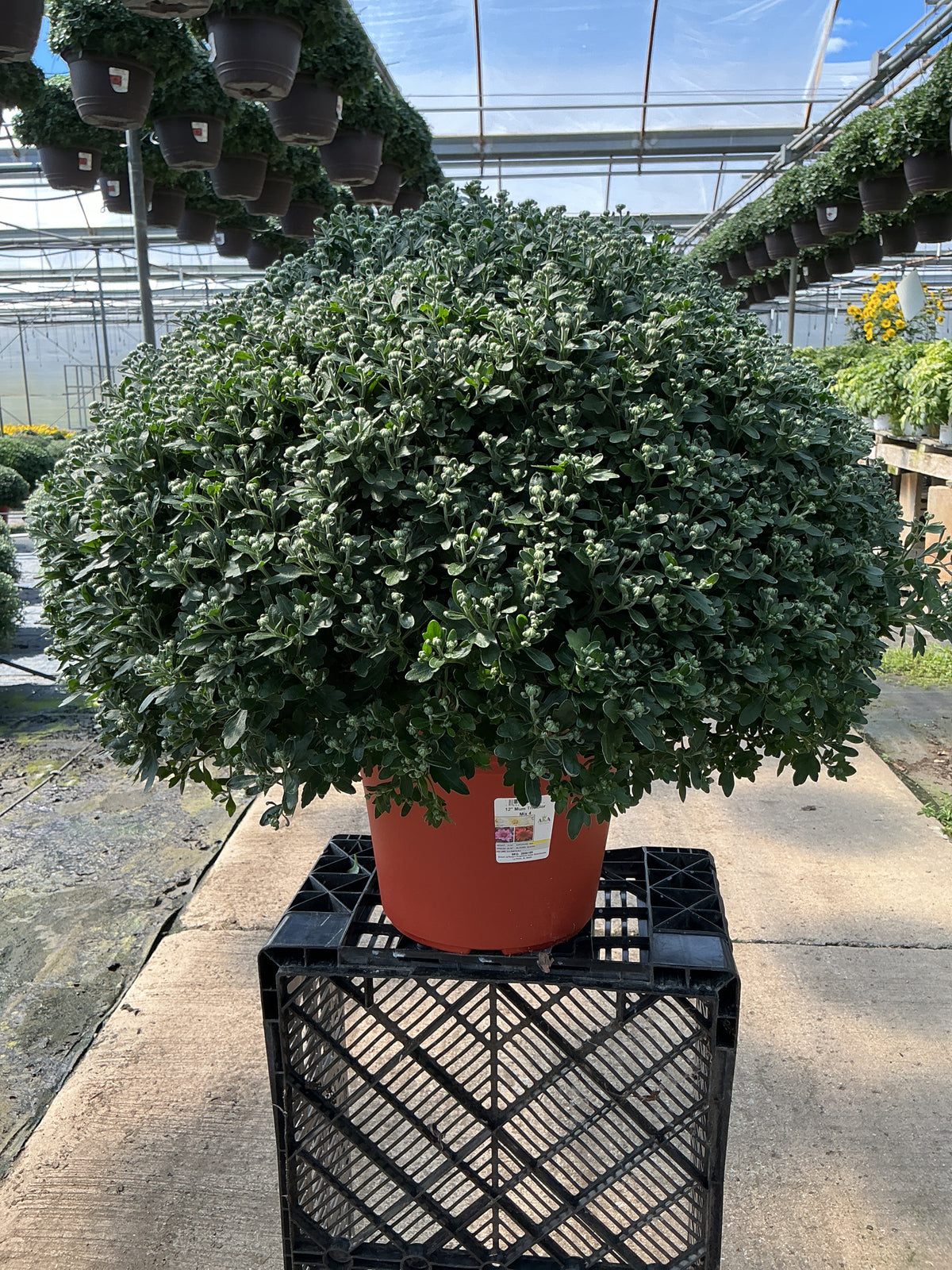 Tribeca Tricolor (Mix 4) - 12" Deco Pot Garden Mum