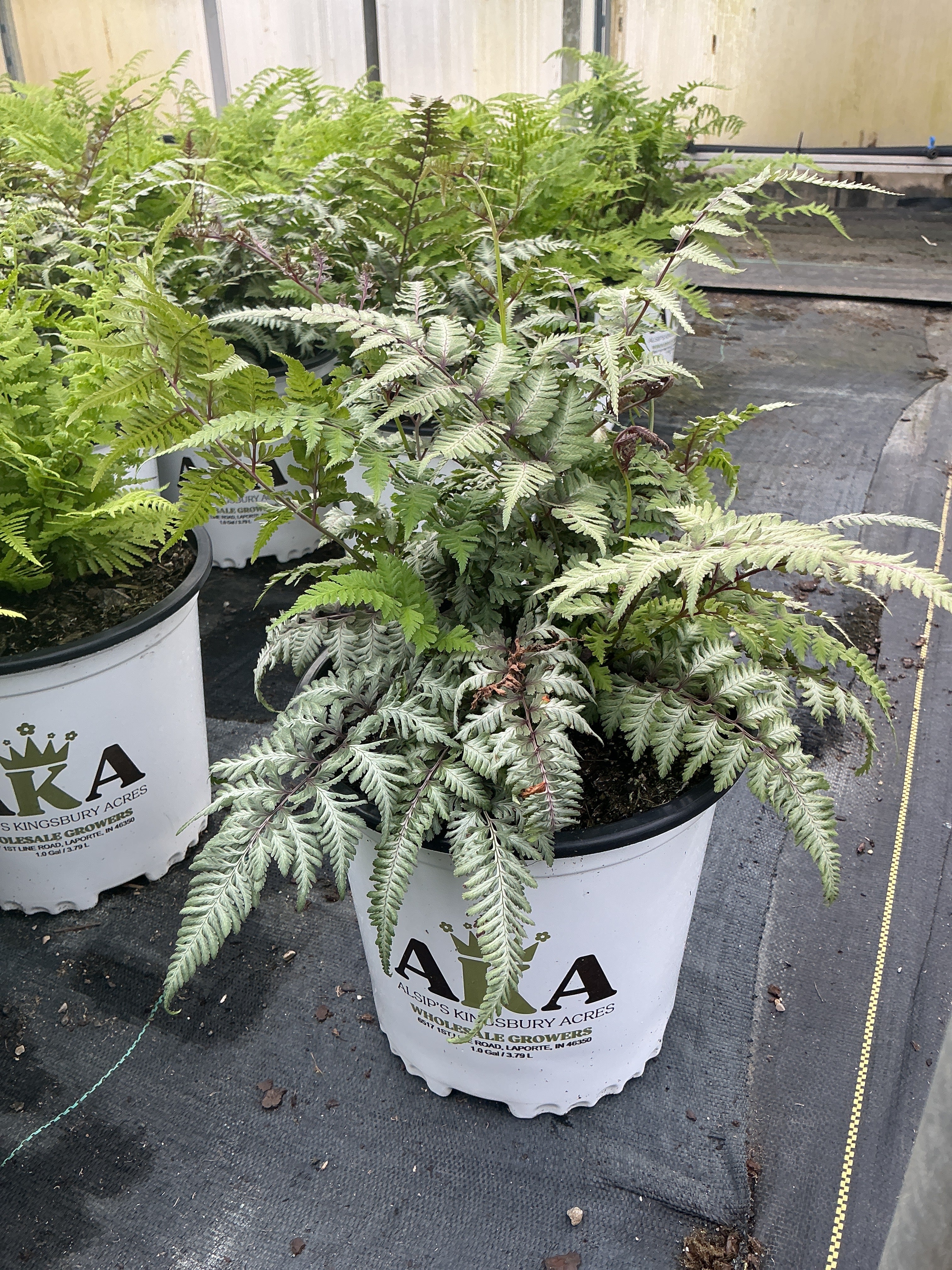 Athyrium Japanese Painted Fern Regal Red
