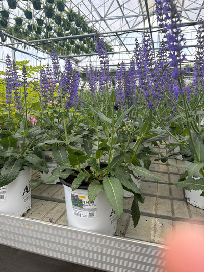 Salvia Sage Blue By You