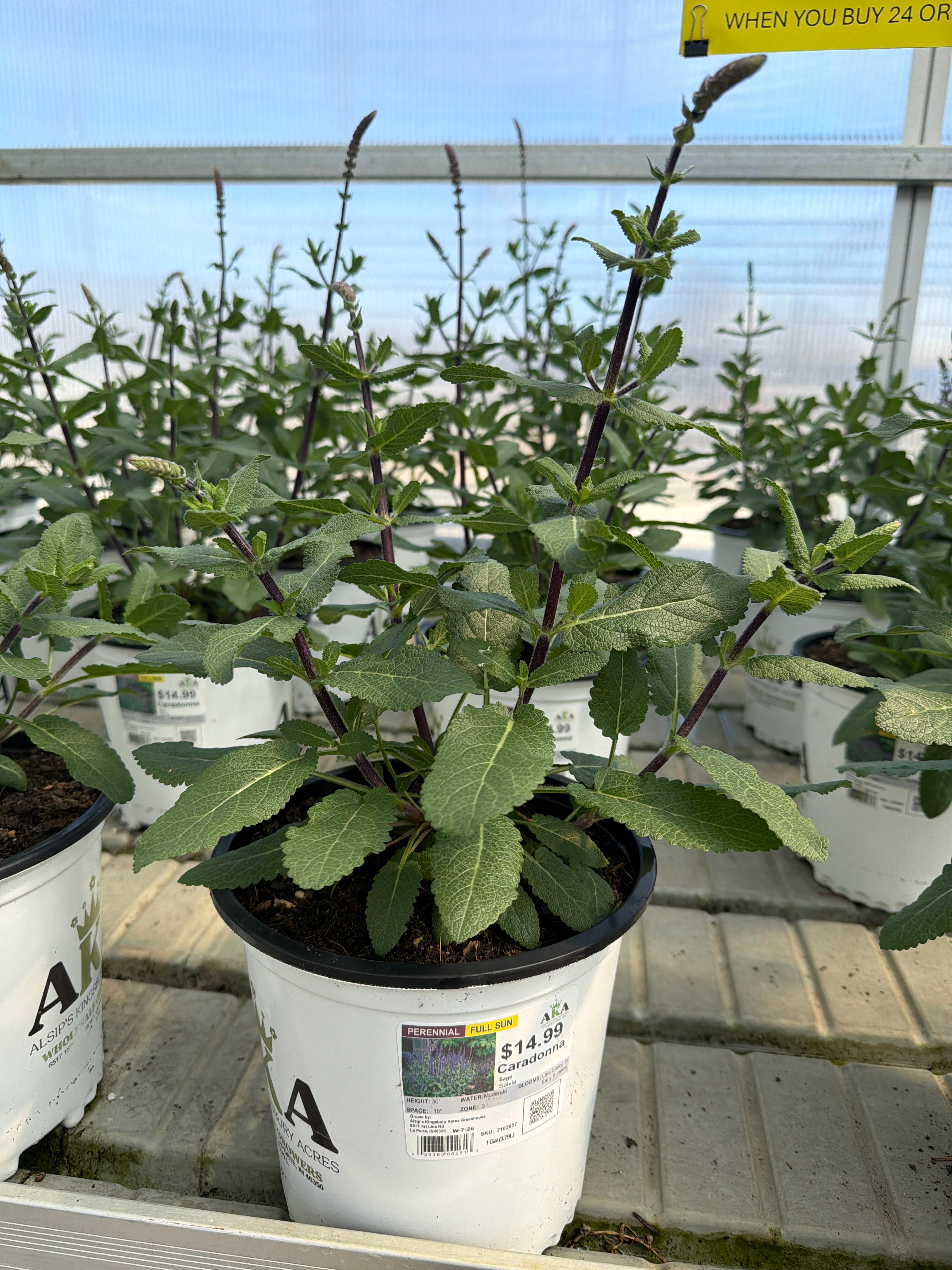 Salvia Sage Caradonna