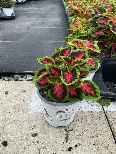 Coleus French Quarter - 4.33" Premium Annual