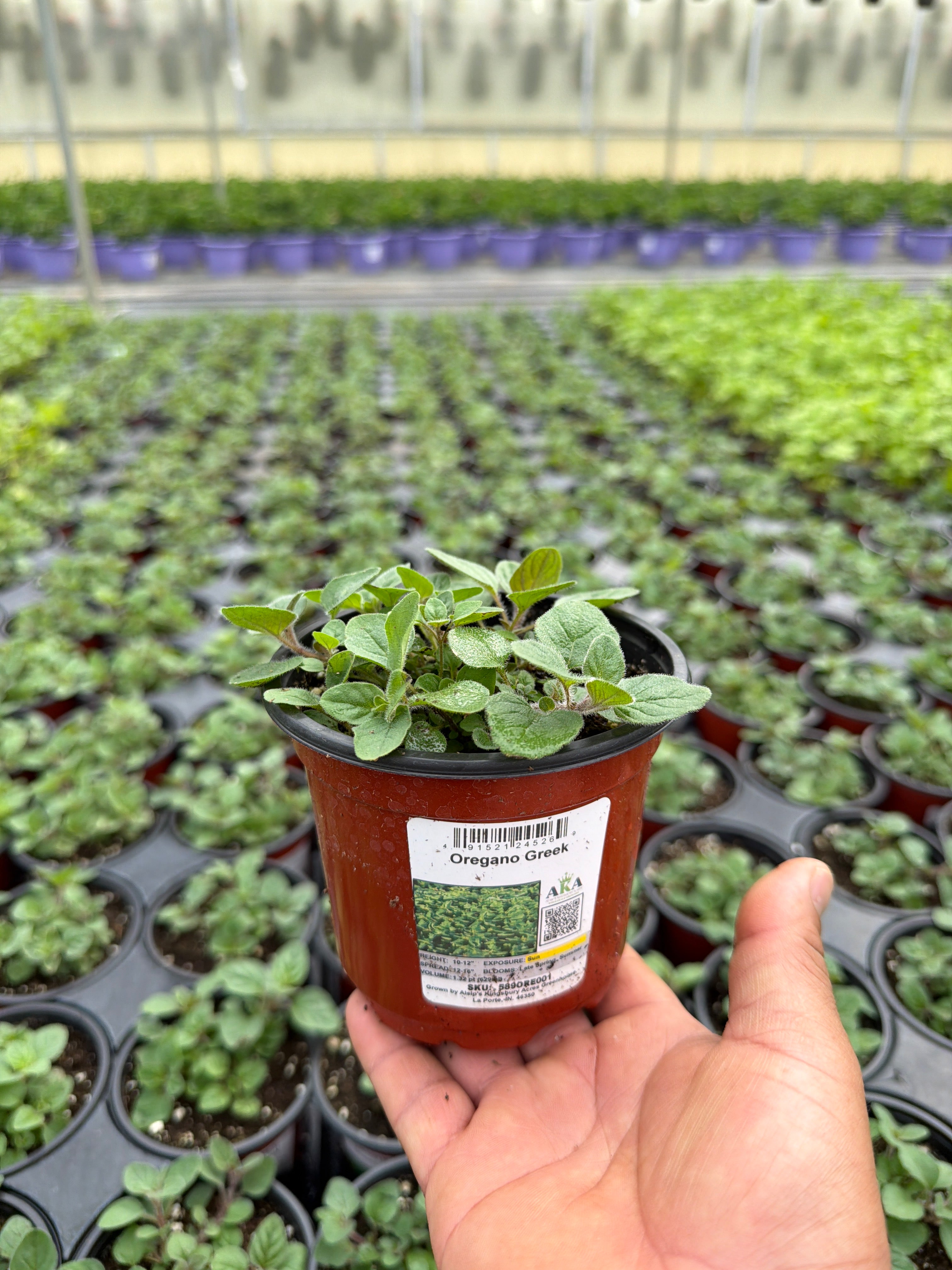 Oregano Greek - 4.33" Potted Herb