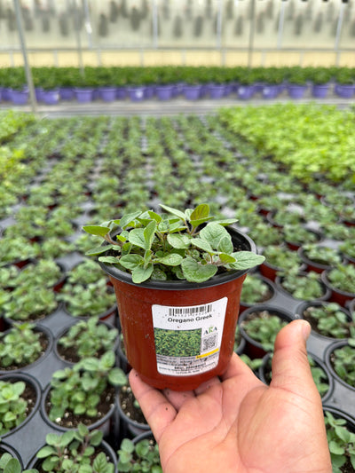 Oregano Greek - 4.33" Potted Herb