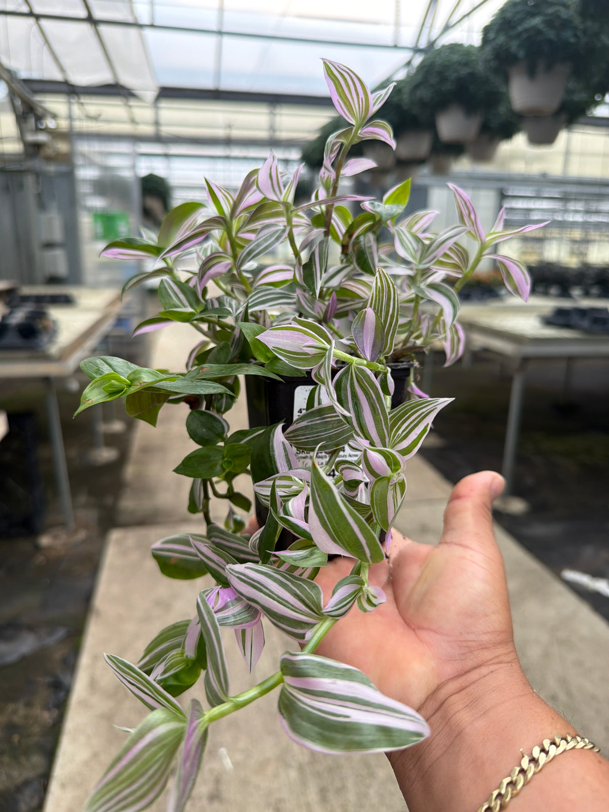 Tradescantia zebrina Lollipop - 4" Houseplants