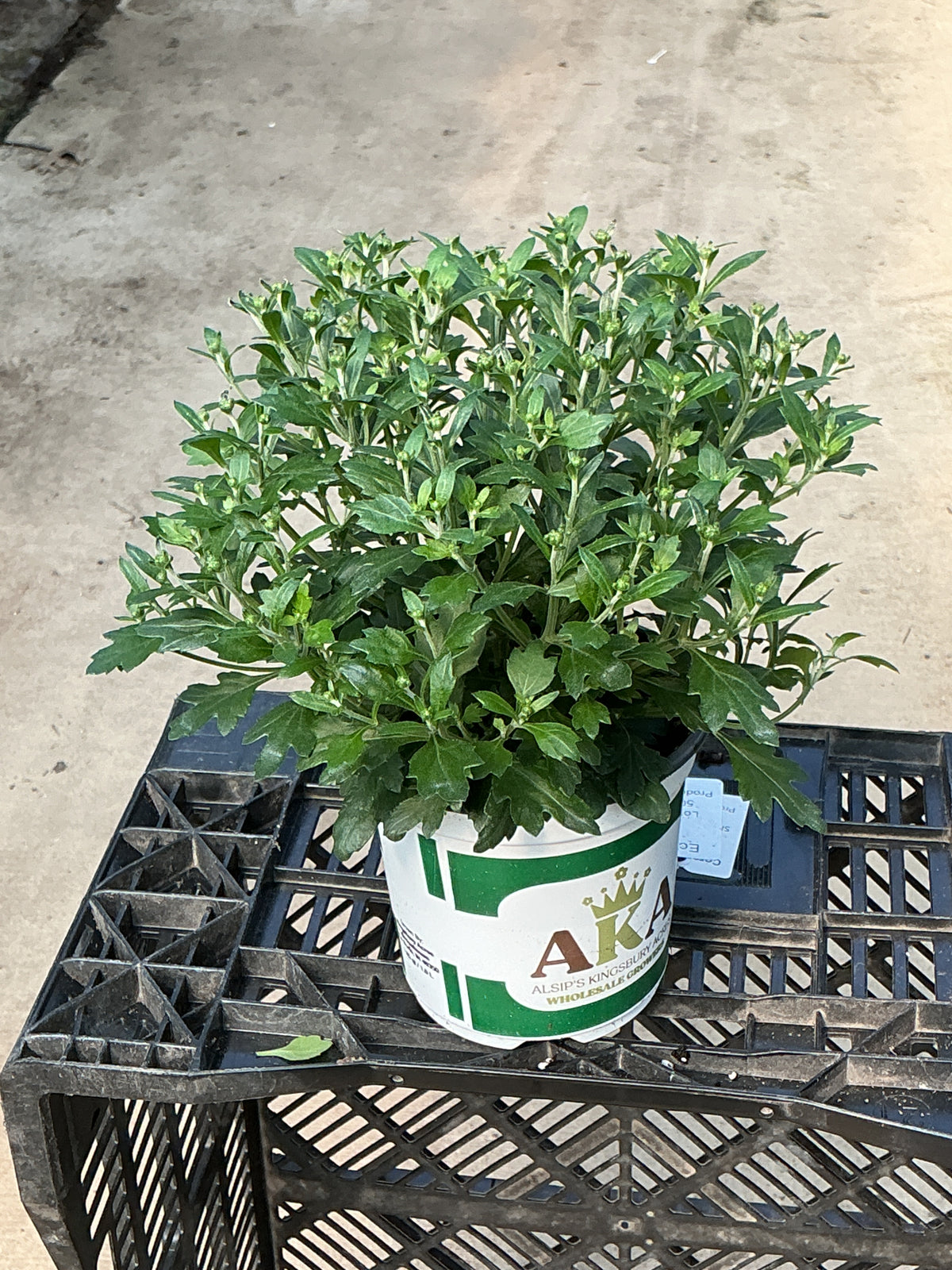 Stellar Red - 5" Potted Garden Mum
