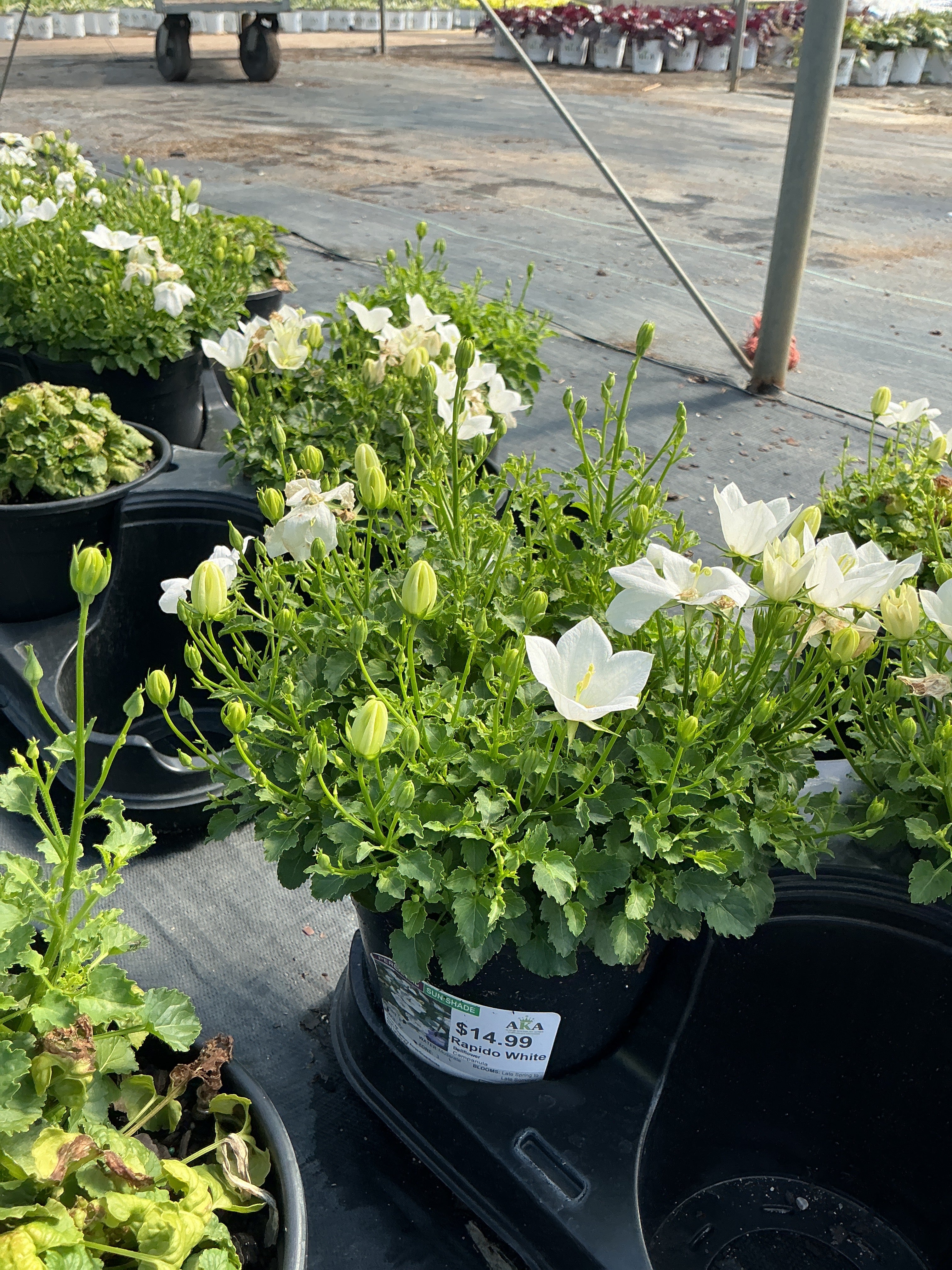 Campanula Bellflower Rapido White - 6" Perennial