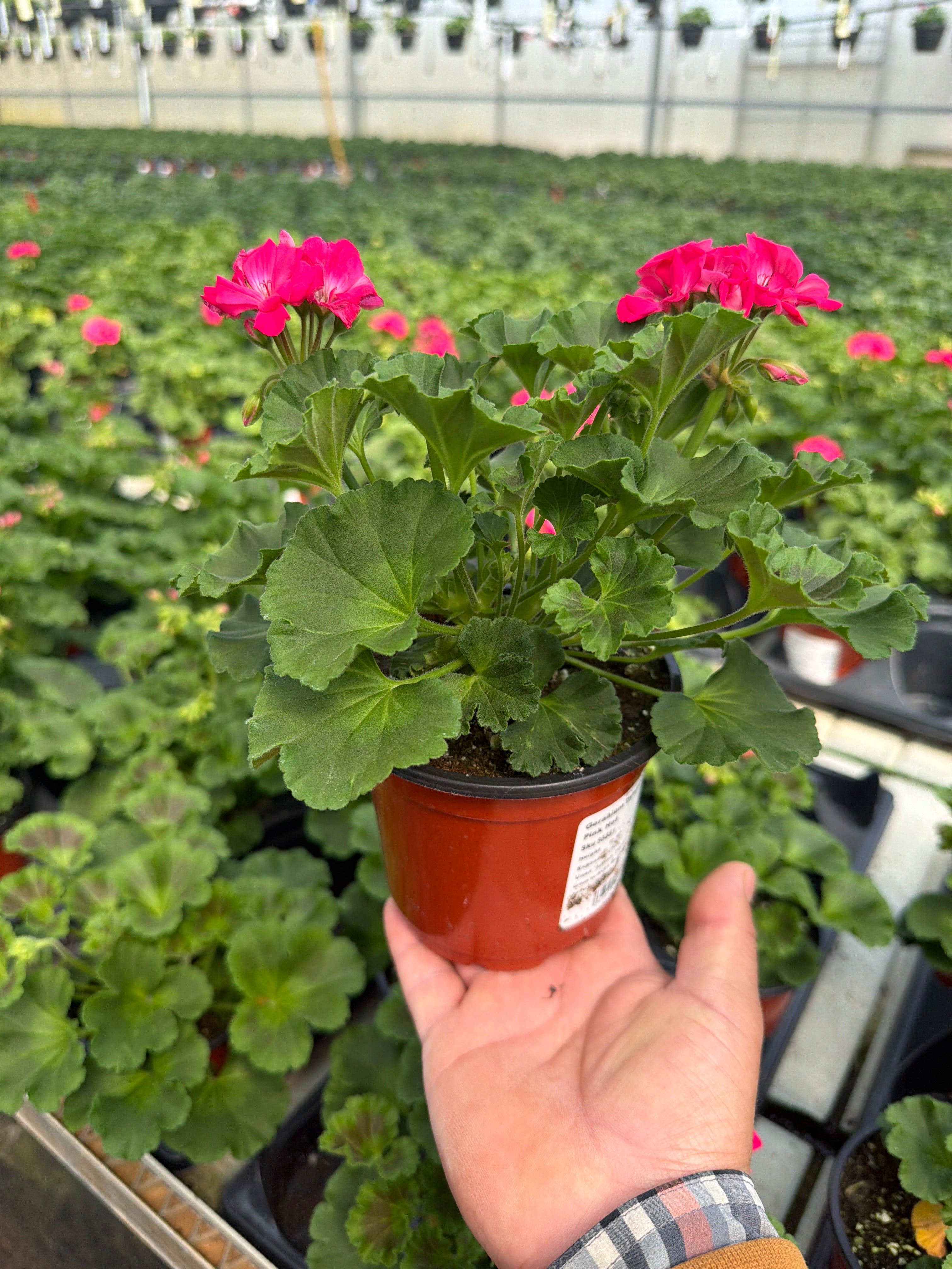Geranium Dynamo Pink Hot - 4.33" Premium Annual
