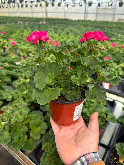 Geranium Dynamo Pink Hot - 4.33" Premium Annual