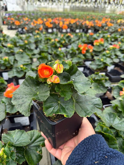 Begonia Amstel Batik - 4.5" Potted Begonia