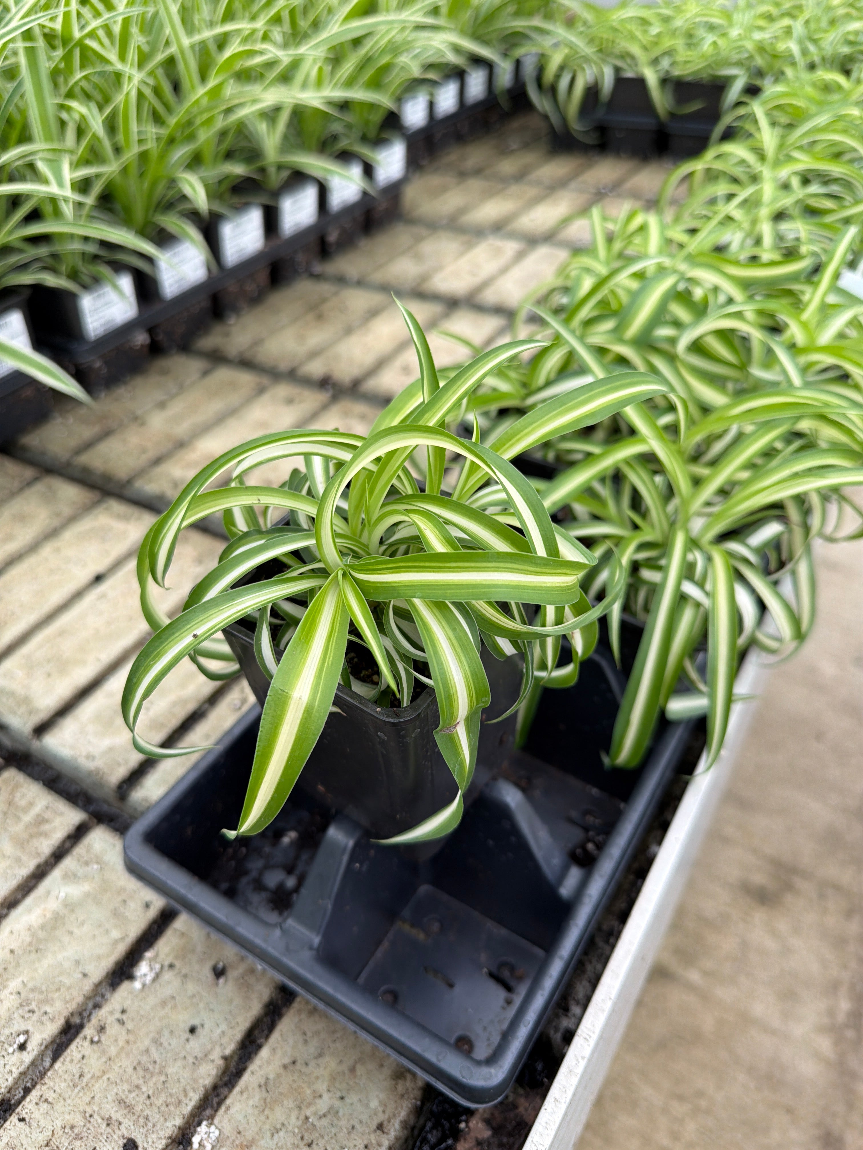 Chlorophytum com Bonnie - 4" Houseplants