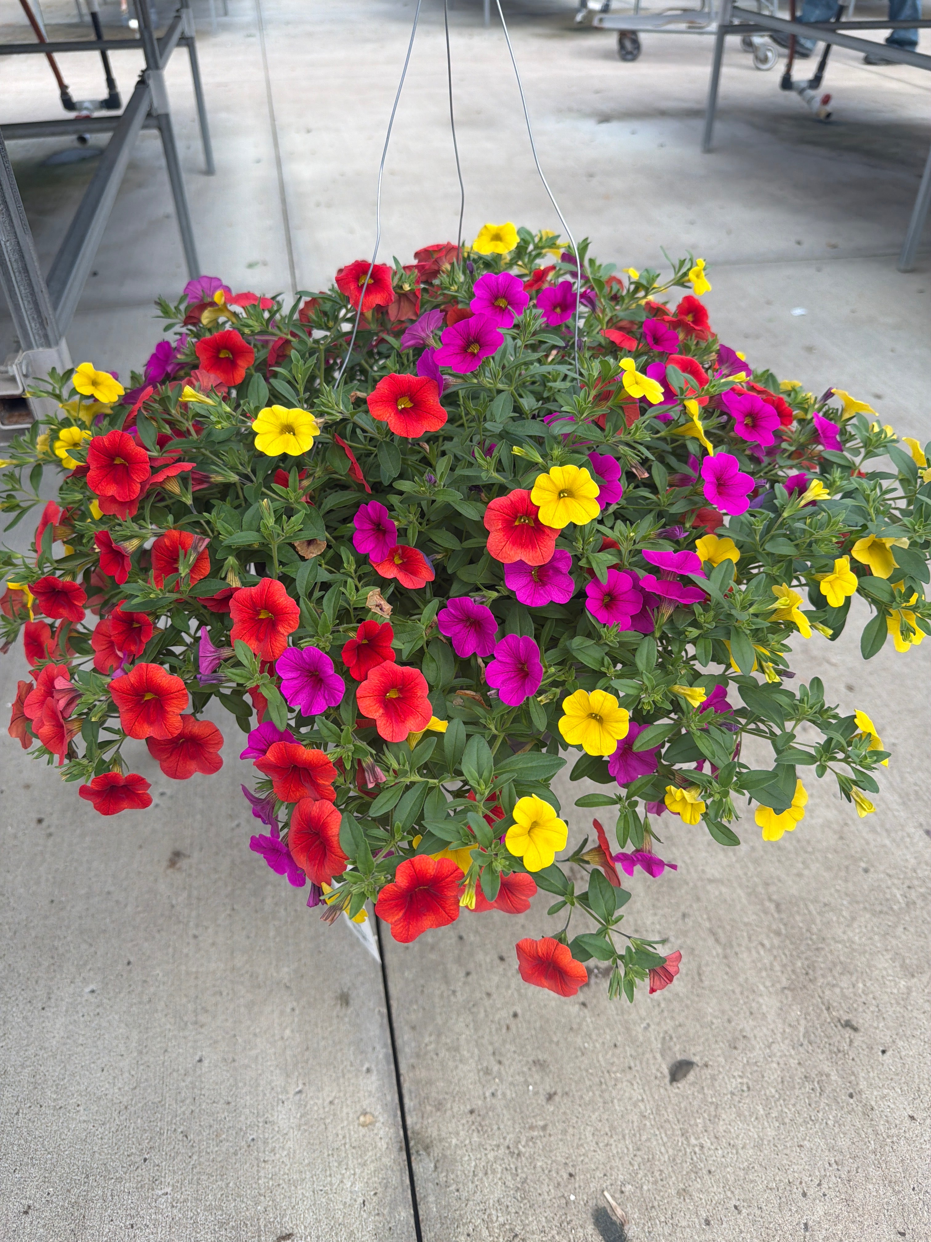 202 Calibrachoa Fruit Cocktail - 11" Hanging Basket