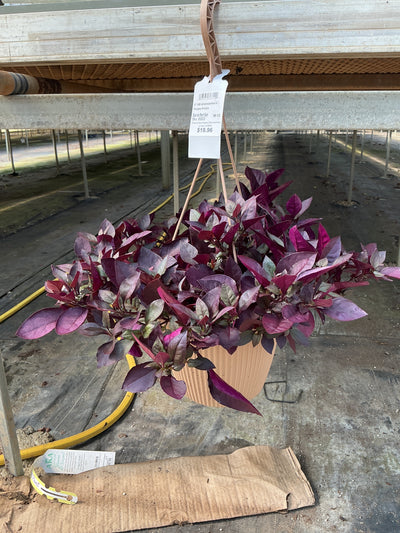 Alternanthera Purple Prince - 8" Hanging Basket