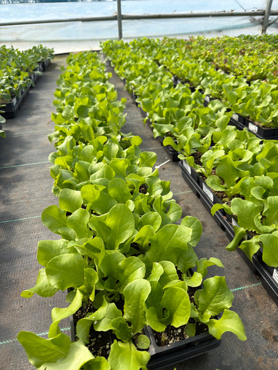 Lettuce Buttercrunch - 4 Pack Vegetable