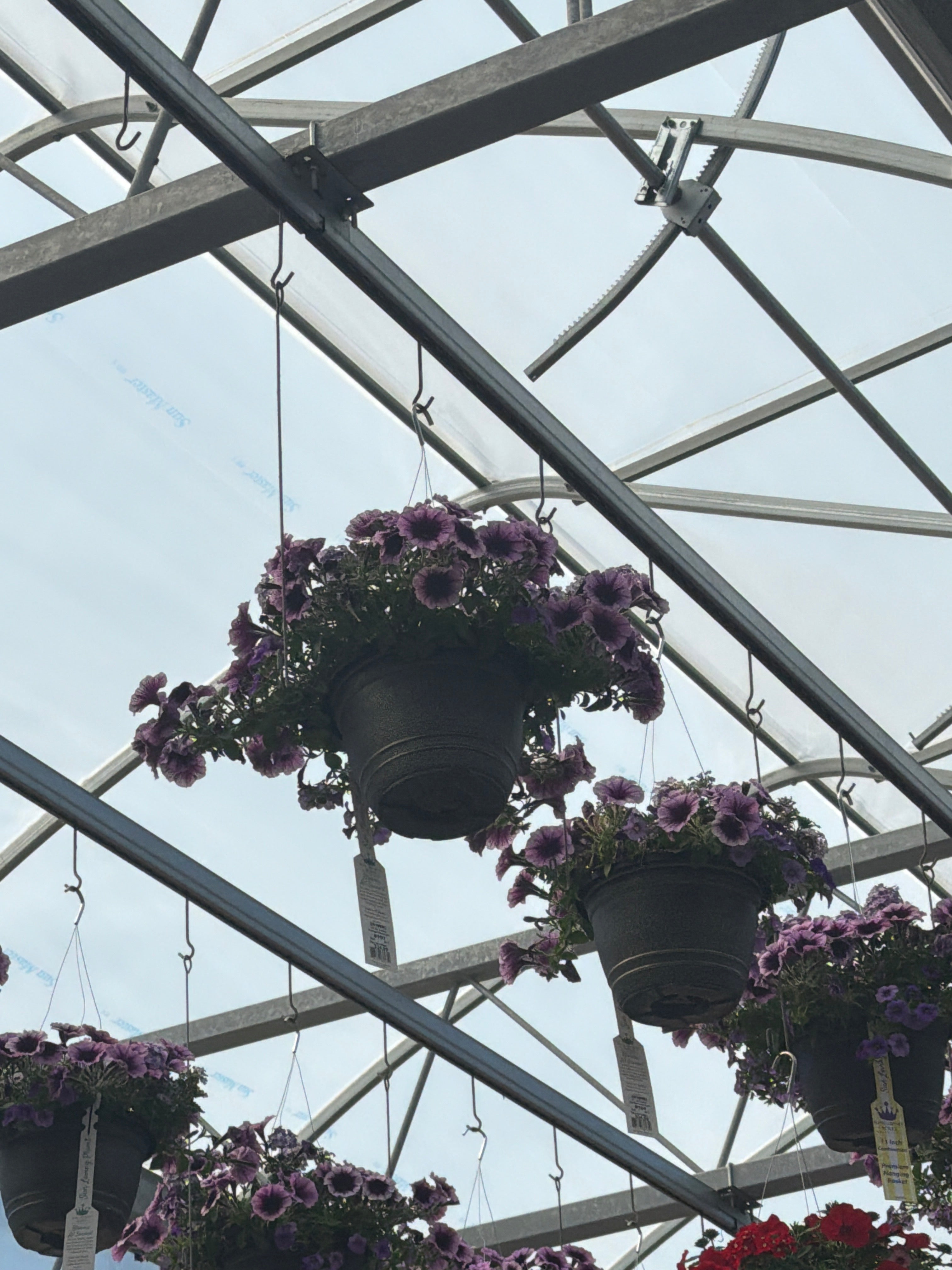 107 Starlight Starbright - 11" Hanging Basket