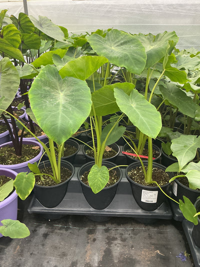 Colocasia Royal Hawaiian White Lava - 6.3" Premium Thriller Annual