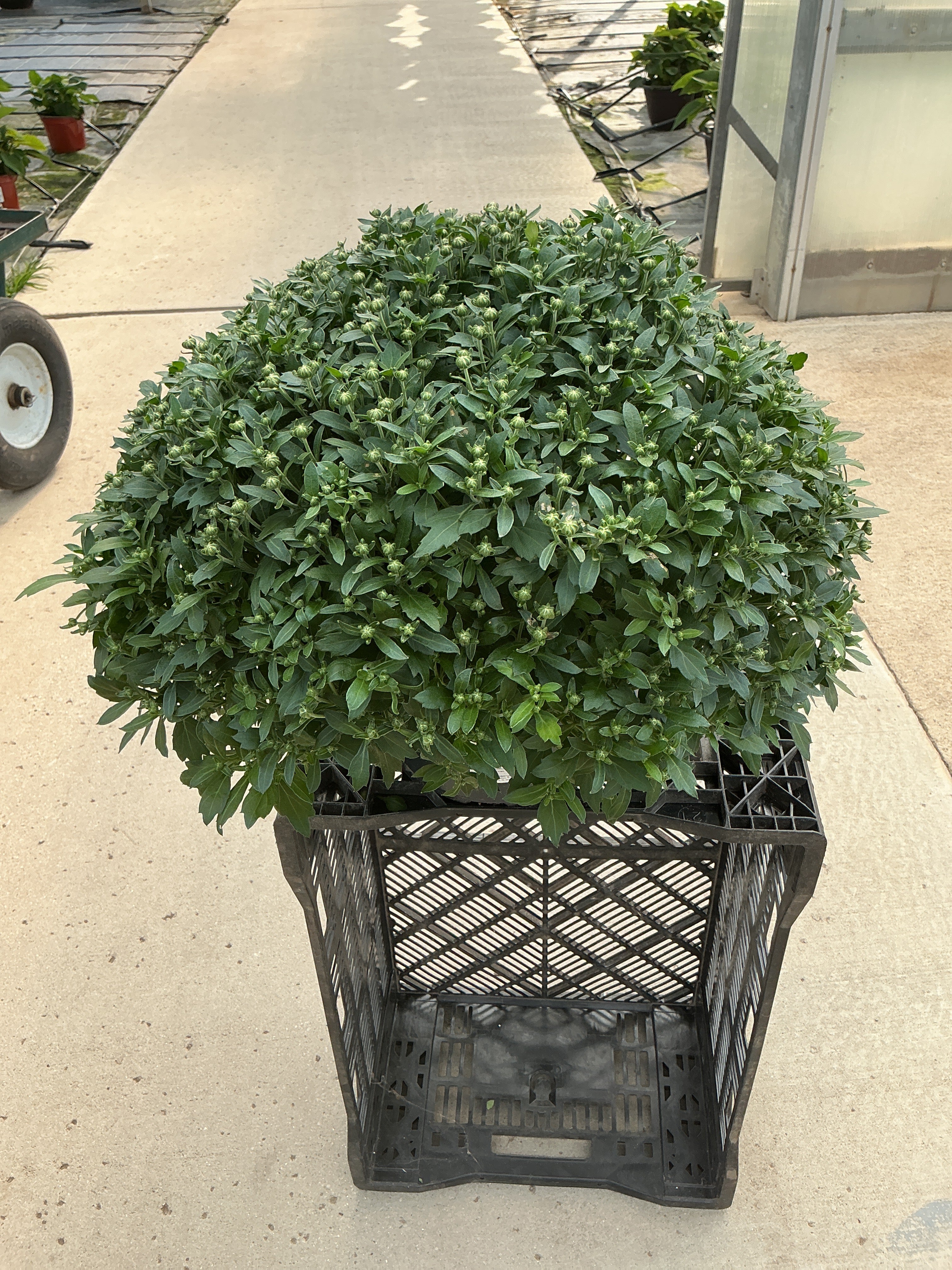 Celestial White - 8"x5" Potted Garden Mum
