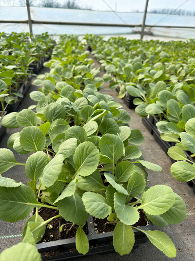 Cabbage Late Flat Dutch - 4 Pack Vegetable