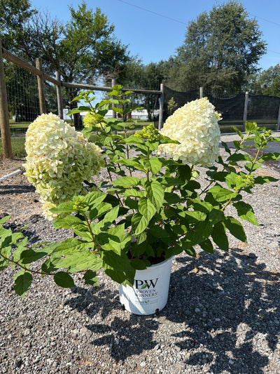 Hydrangea Limelight