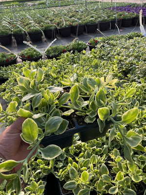 Plectranthus Swedish Ivy - Jumbo 4 Pack Accents