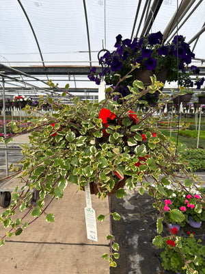 411 I Candy - 12" Coco Hanging Basket