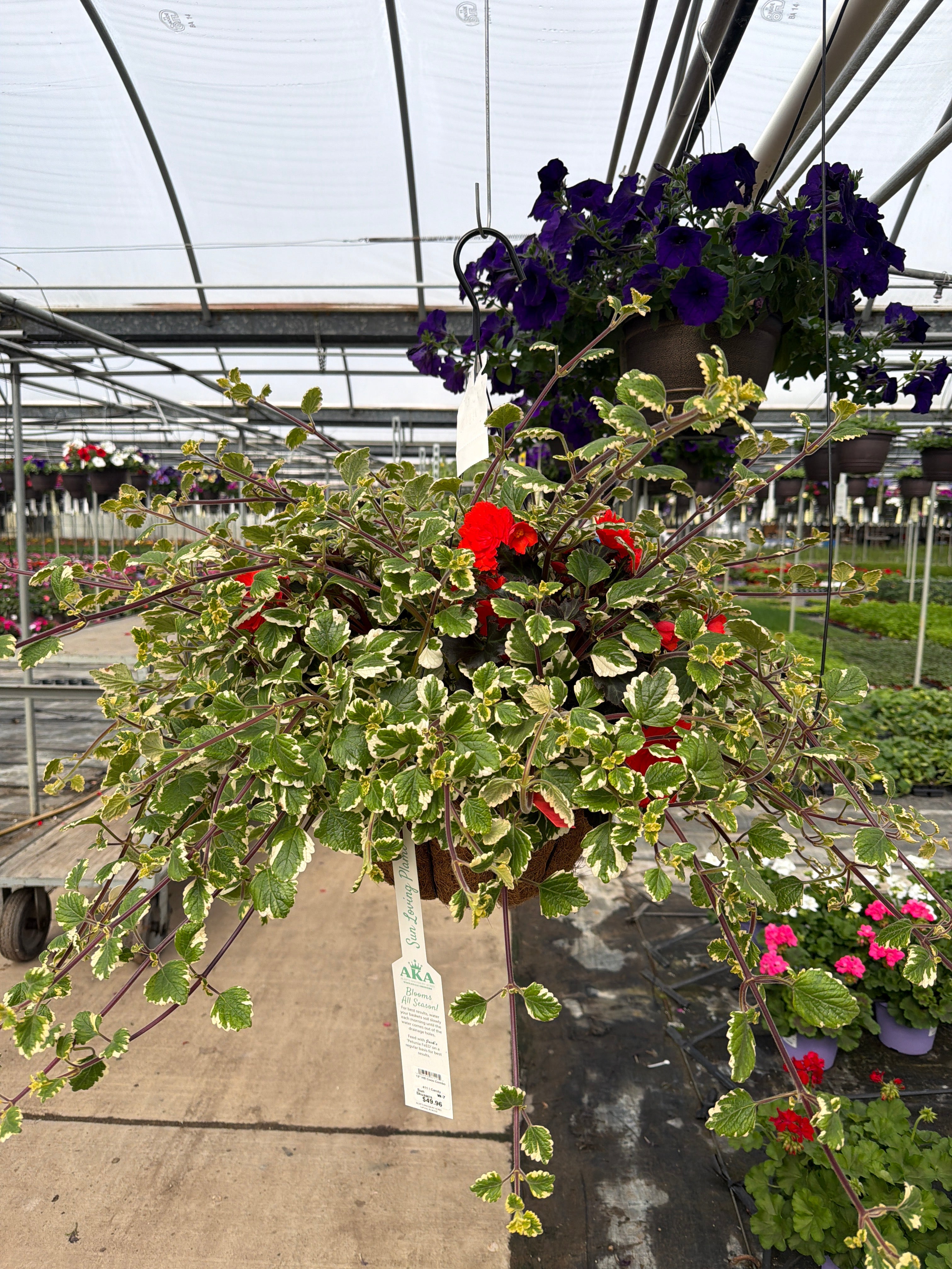 411 I Candy - 12" Coco Hanging Basket