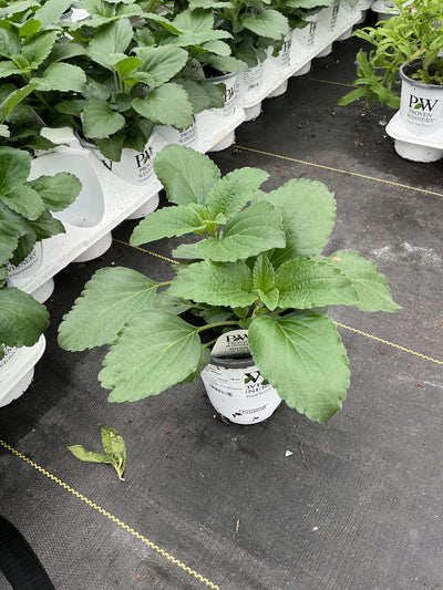 Salvia Rockin Playin the Blues - 4.25" Proven Winners Annual