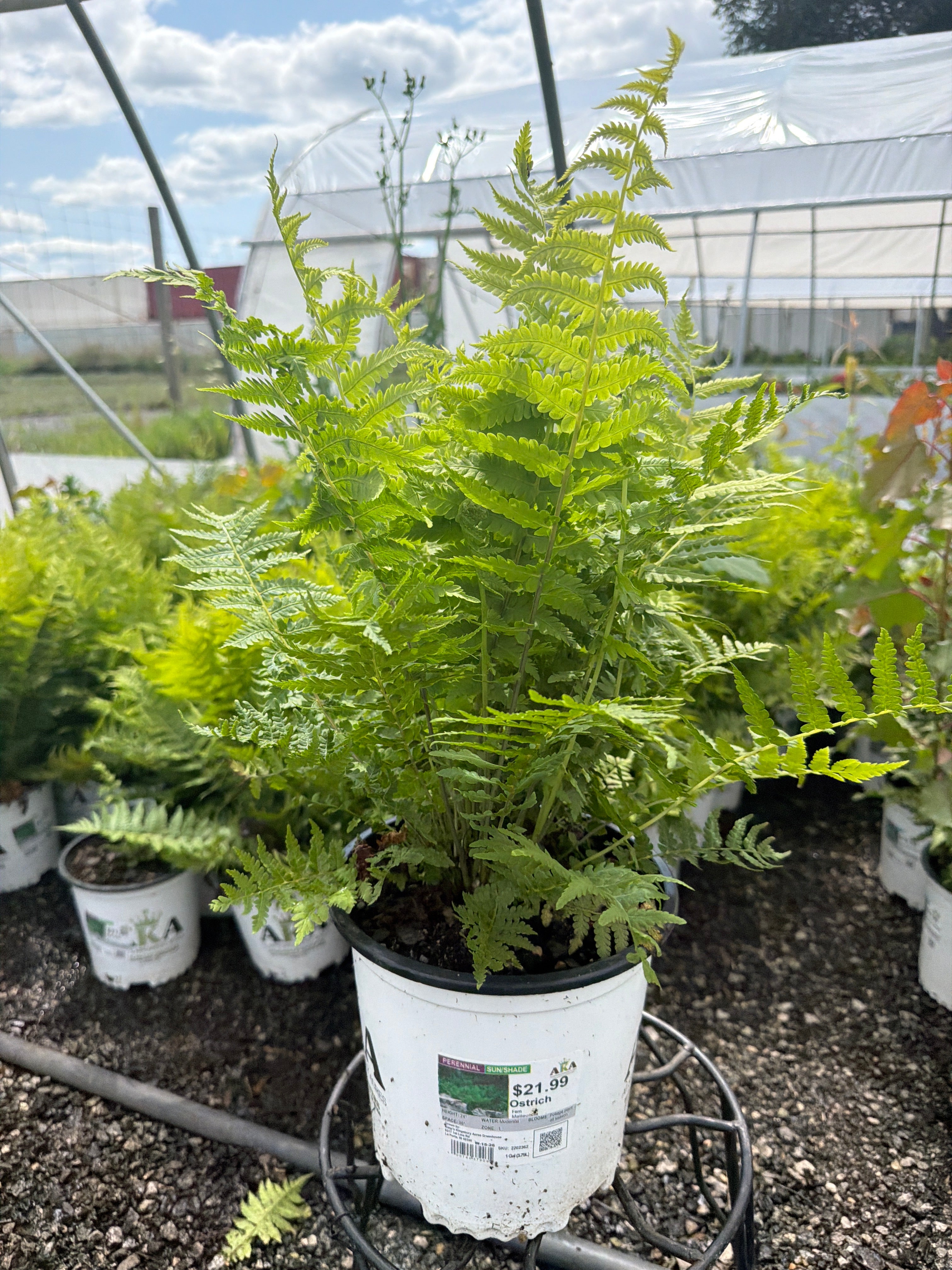 Matteuccia Ostrich Fern Ostrich (struthiopteris)