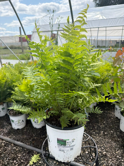 Matteuccia Ostrich Fern Ostrich (struthiopteris)