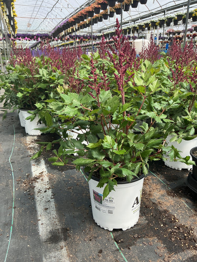Astilbe False Spirea Chinensis Visions In Red