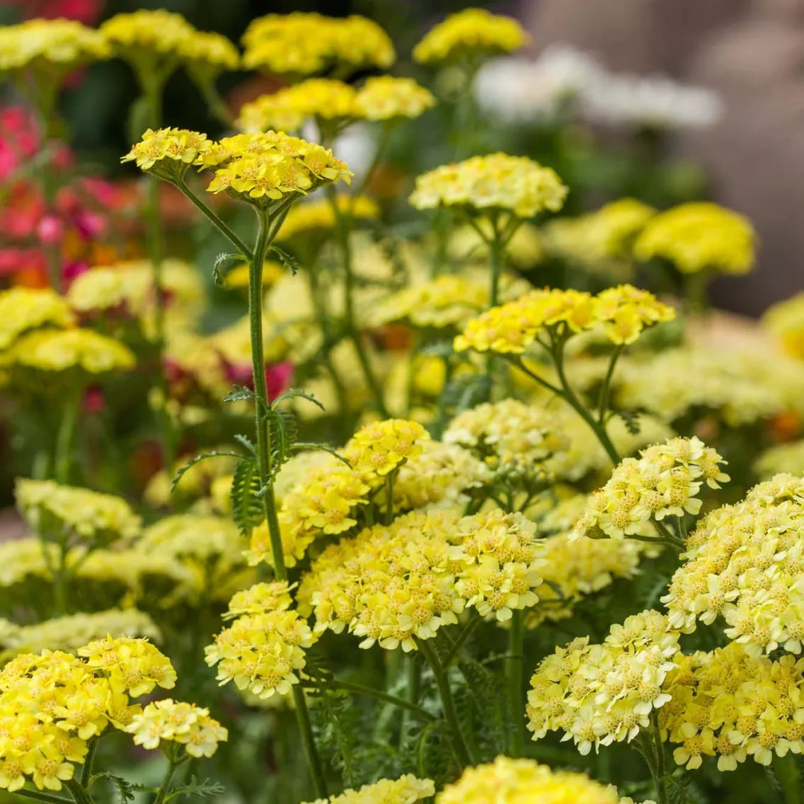 Achillea Yarrow Desert Eve Yellow