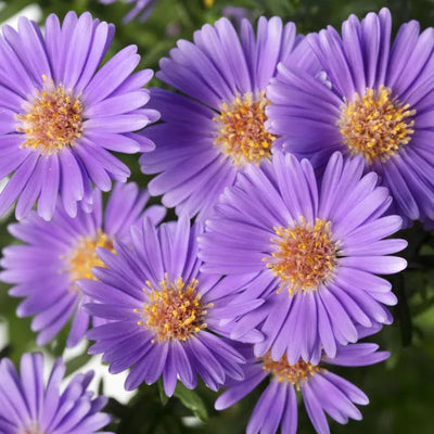 Believer Purple Aster - 5" Fall Asters