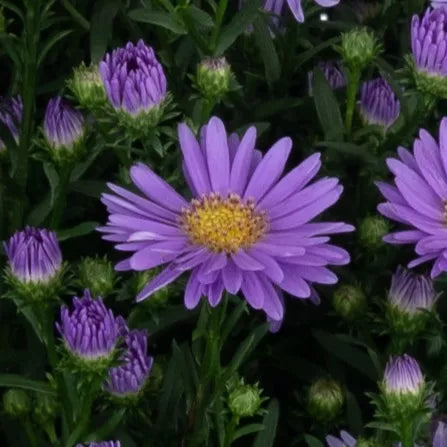 Days Blue Aster - 9" Fall Asters